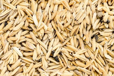 Rice Husk and Rice Ash - Agricultural Waste ByProducts