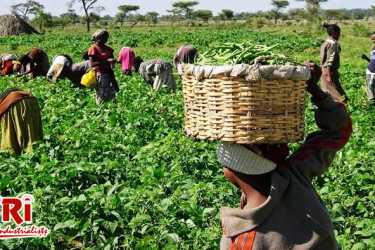 Agricultural business in the Philippines