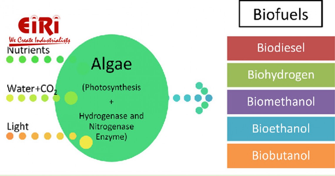 Biofuel from Algae: The Journey to Sustainable Biofuel