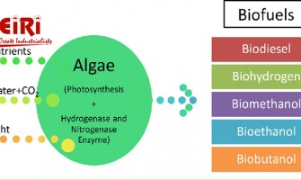 Biofuel from Algae: The Journey to Sustainable Biofuel