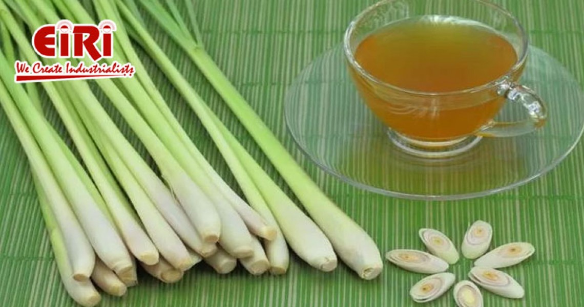 Business opportunities and future growth of Lemongrass Farming