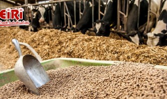 Cattle Feed Business - Market Analysis & Future Prospects