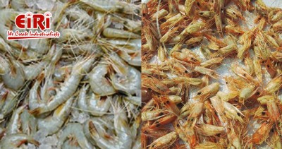 Chitin & Chitosan from Prawn Shell Waste: A Sustainable Innovation