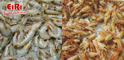 Chitin & Chitosan from Prawn Shell Waste: A Sustainable Innovation