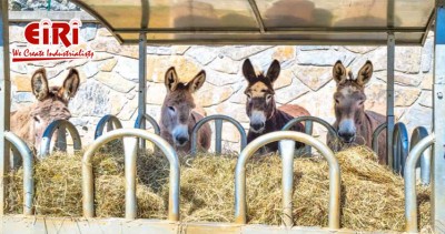 Donkey Farming Business - Market Overview and Potential