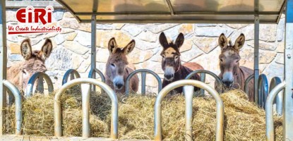 Donkey Farming Business - Market Overview and Potential