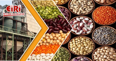 Emerging Opportunities in the Dal Mill Industry (Lentils, Beans, and Legumes)
