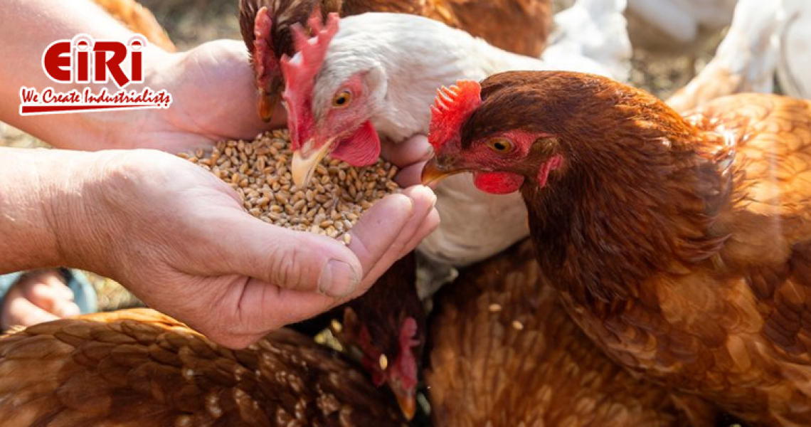 Exploring Poultry Feed Market: Size, Industry Share & 2030 Forecast