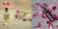 Fragrance Factories: Innovations Driving the Perfume, Flavor & Essential Oil Market