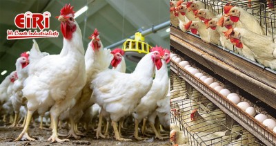 Layer Poultry Farming - Automated Poultry Farm - Breeding Equipment and Innovations