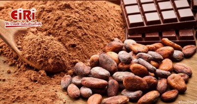 Mastering the Chocolate Industry: A Primer for Cocoa Processing Entrepreneurs