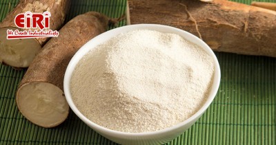 Production of Amino Acids from Cassava: A Comprehensive Guide