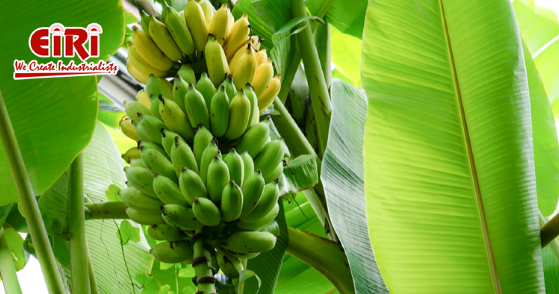 Profitable and Sustainable Business Ideas with Banana Leaves