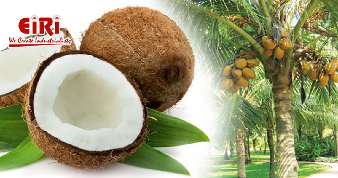 Starting a Coconut Processing Plant - Complete Detail to Start Business