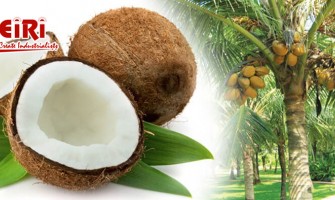 Starting a Coconut Processing Plant - Complete Detail to Start Business