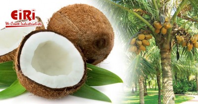 Starting a Coconut Processing Plant - Complete Detail to Start Business