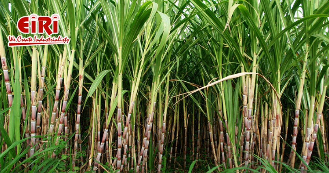 Sugarcane Plantation and Sugar Mill with By-Products Business