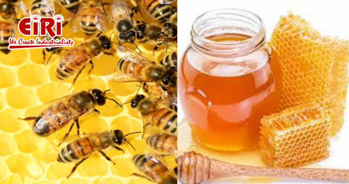 Sweet Success: Navigating the World of Honey Processing - Project Report and How to Start Guide