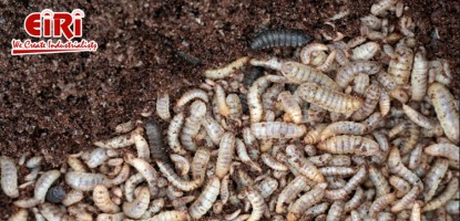 The Black Soldier Fly Farming Business: A Sustainable Revolution in Insect Farming