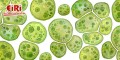 The Comprehensive Guide to Micro Algae Production