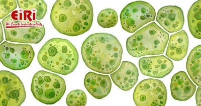 The Comprehensive Guide to Micro Algae Production